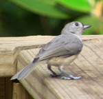 Tufted Titmouse